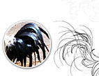 Rooster feathers