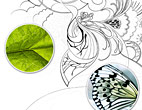 Tree leaves and butterfly wings